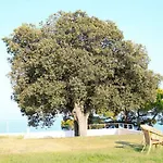 Zagare