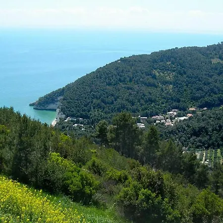 Zagare Mattinata